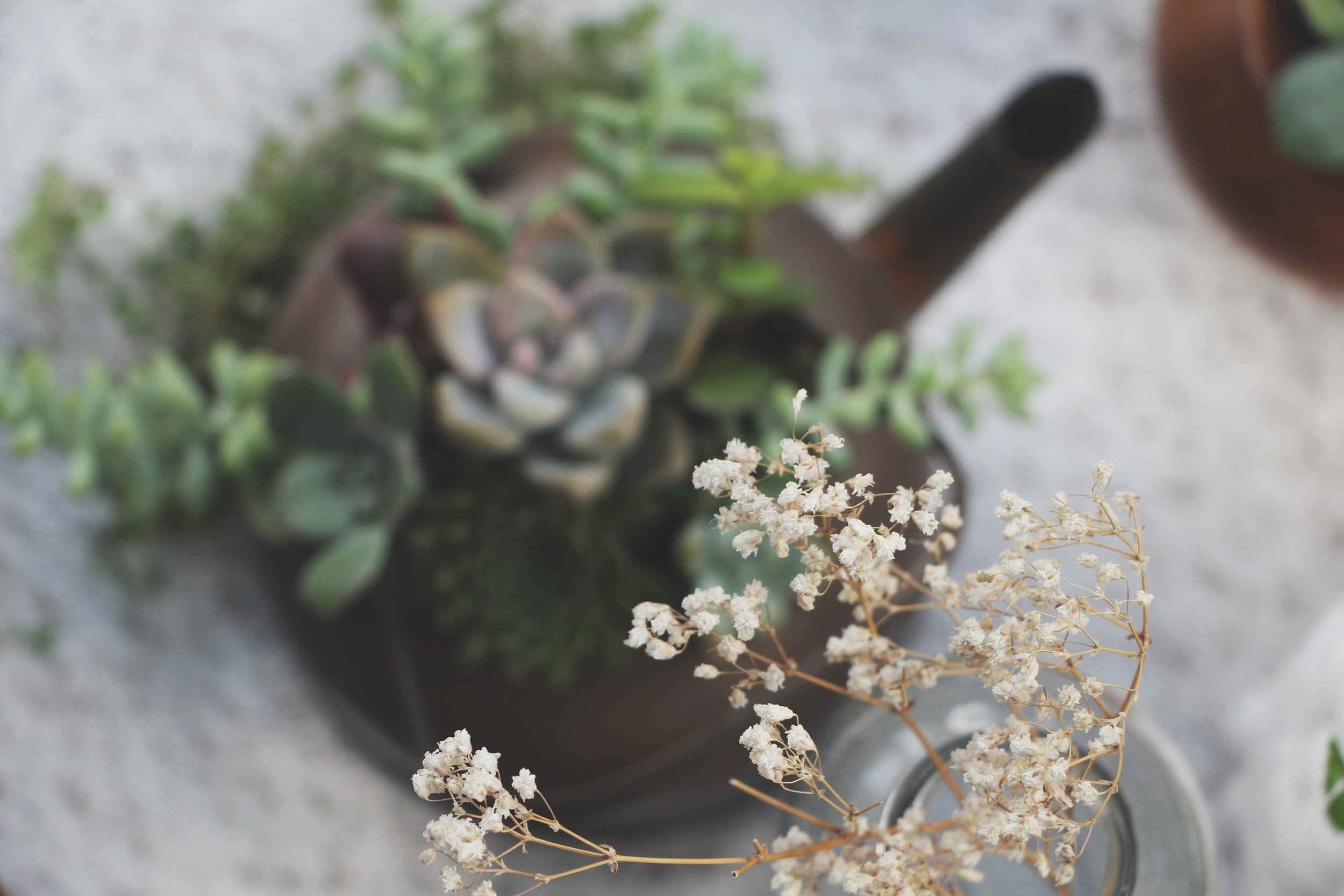 A Succulent Tea Party via Needles + Leaves :: we styled this photo shoot with succulents in a teapot, teacups, mason jars, a bell jar, and terra cotta pots. :: flowers, roses, daisies, babies breath::&nbsp;vintage inspired owl, reused, repurposed, s…